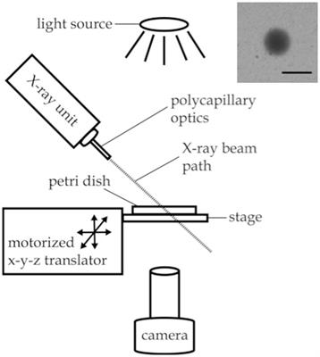 LITE-1 mediates behavioral responses to X-rays in Caenorhabditis elegans